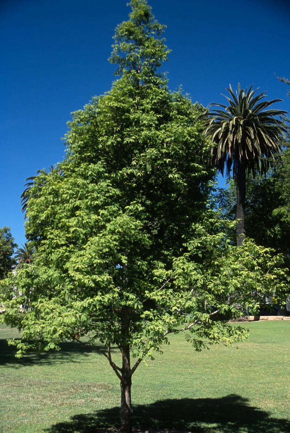 Trees of Santa Barbara Talk - Metasequoia glyptostroboides 