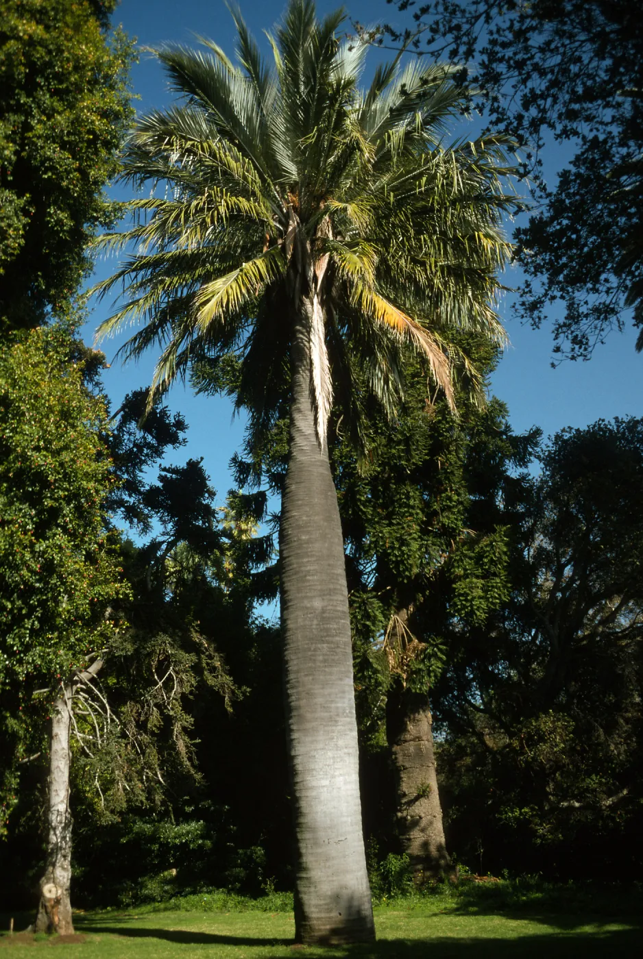 Trees of Santa Barbara Talk - Jubaea chilensis