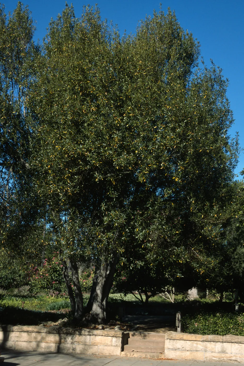 Trees of Santa Barbara Talk - Laurus nobilis