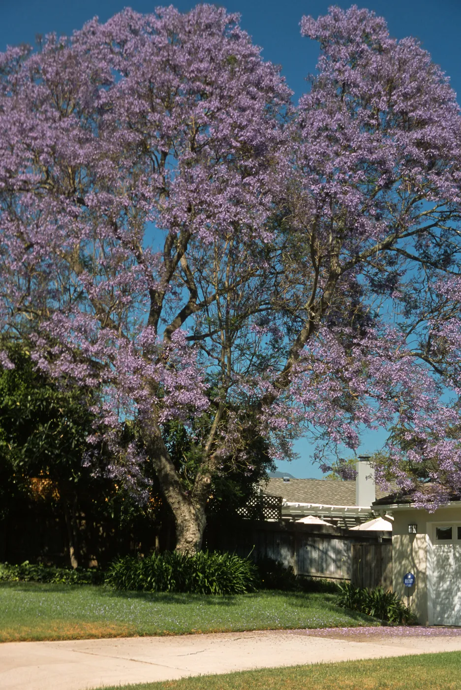 Trees of Santa Barbara Talk - Jacaranda mimosifolia