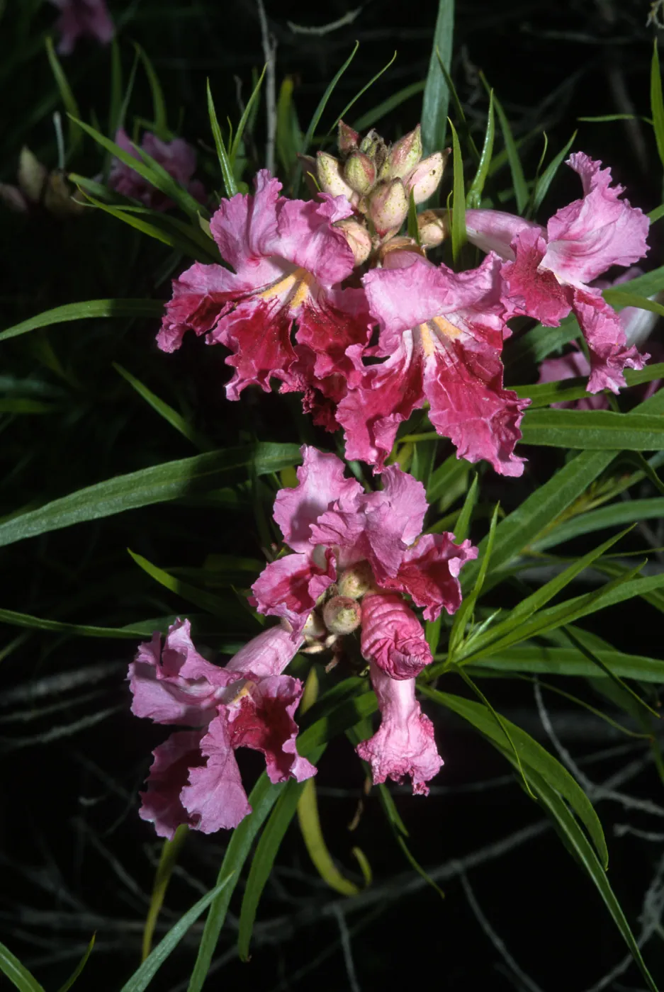 Trees of Santa Barbara Talk - Chilopsis linearis