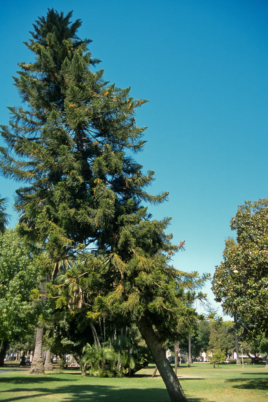 Trees of Santa Barbara Talk - Araucaria columnaris