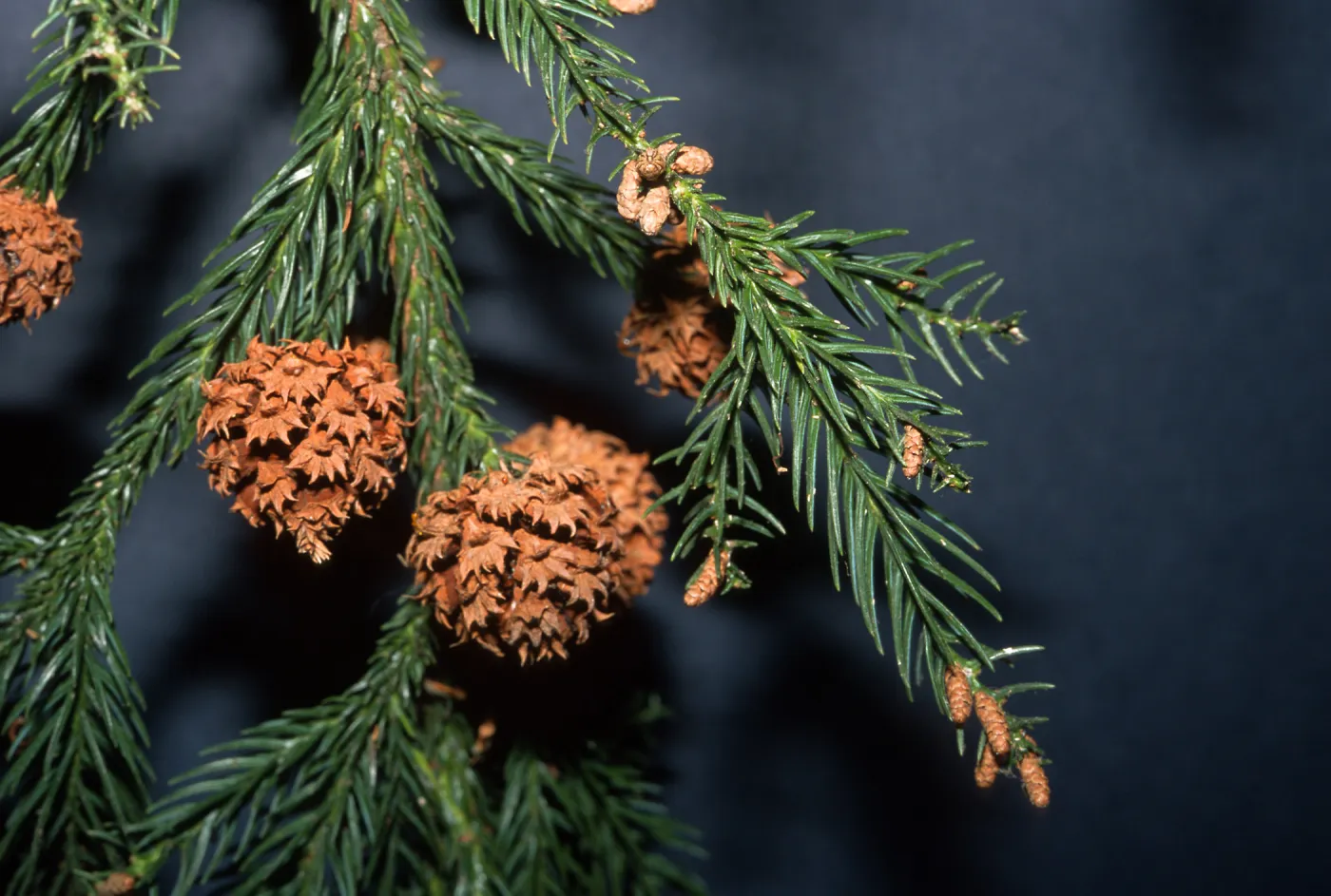 Trees of Santa Barbara Talk - Cryptomeria japonica