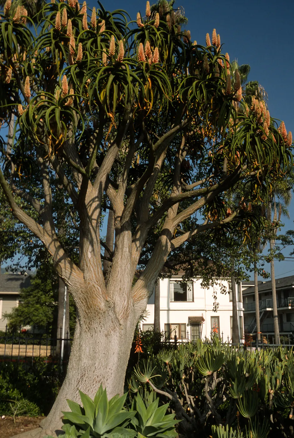 Trees of Santa Barbara Talk - Aloe barberae