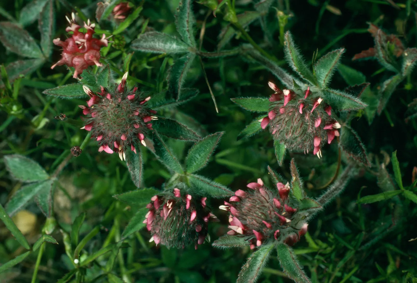 Trifolium albopurpureum, Santa Cruz Island, Peak 777