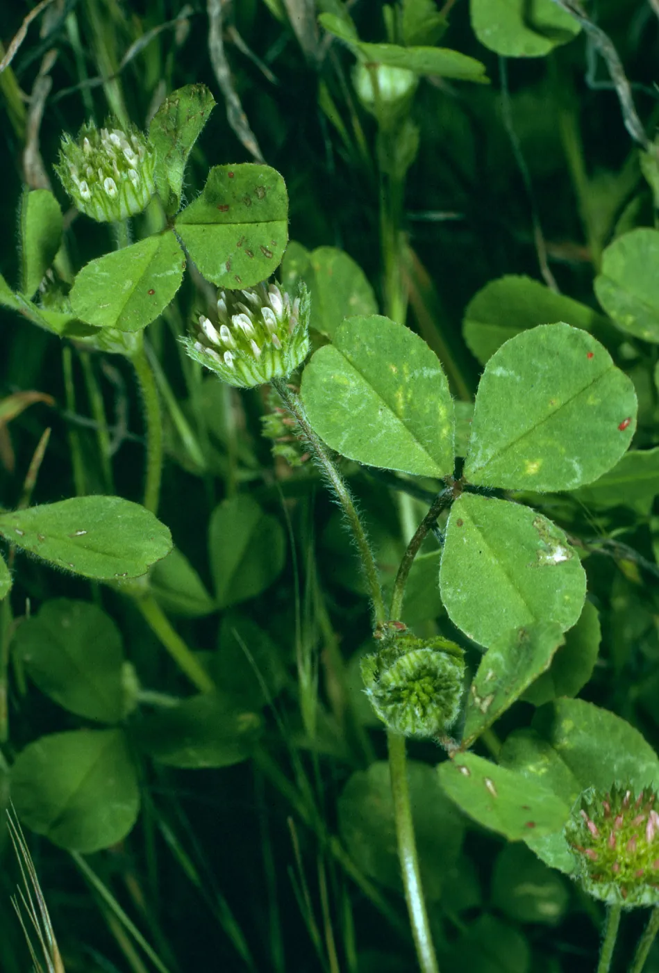 Trifolium microdon var. pilosum, San Nicolas Island, SN-797
