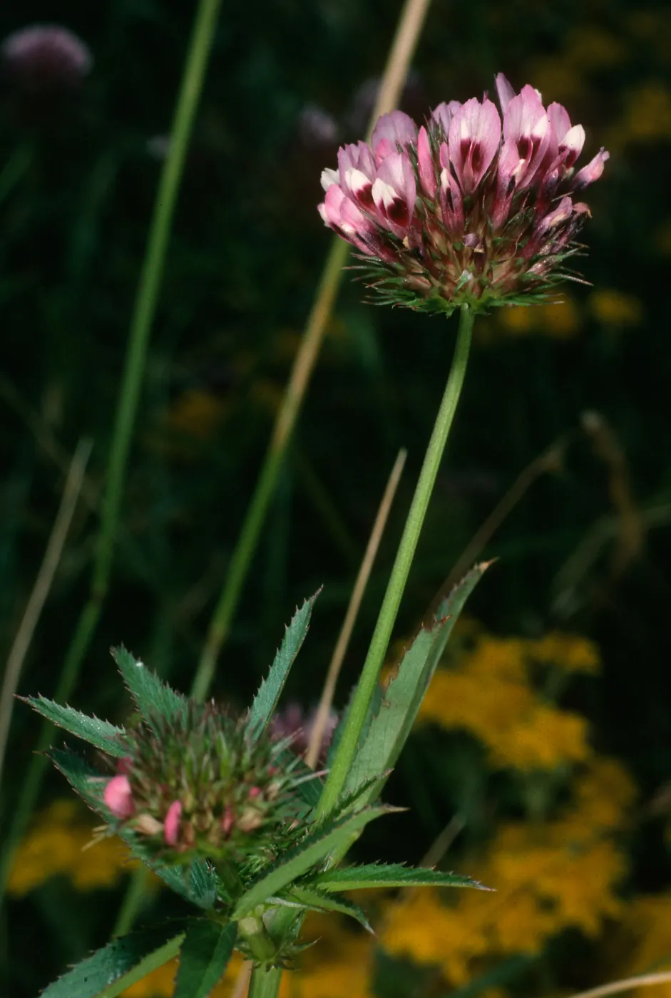Trifolium tridentatum (T. willosn.), Middle Anacapa Island above Sheep Camp
