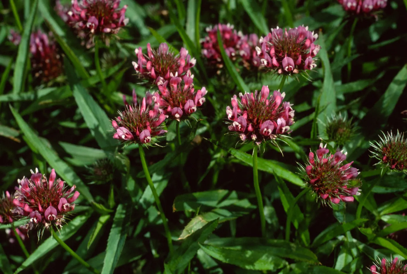 Trifolium willdenovii, West Anacapa Island, west of Summit Peak