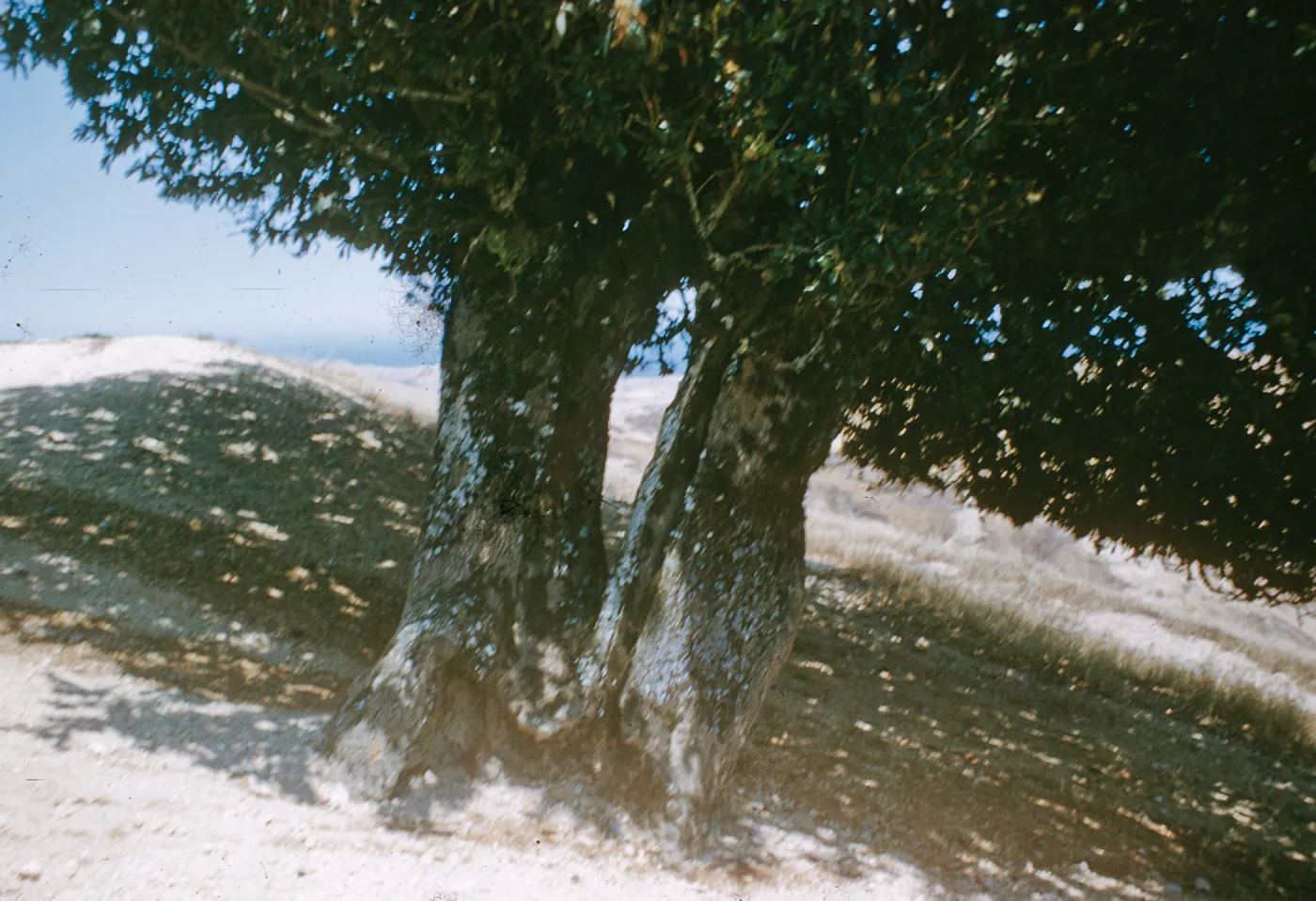 Oak at Soledad