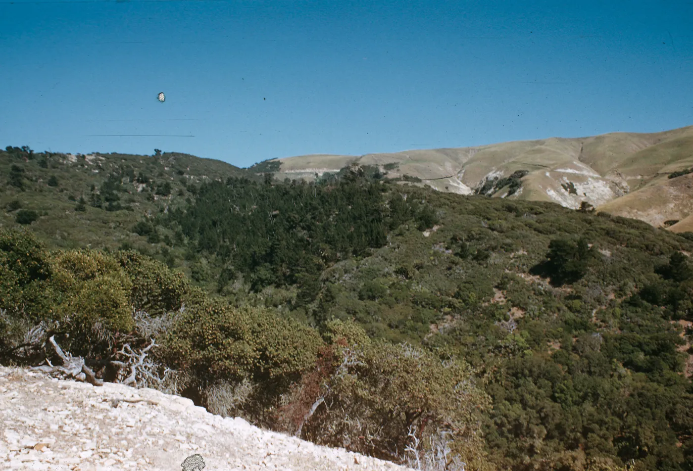 Santa Cruz Island pine and oak forest, Chinese Harbor
