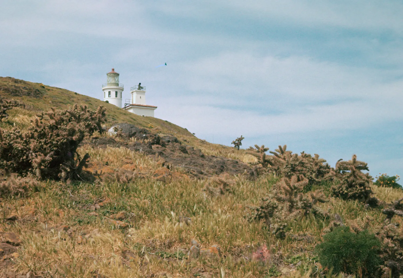East Anacapa Island, Jumping Cactus, Lighthouse