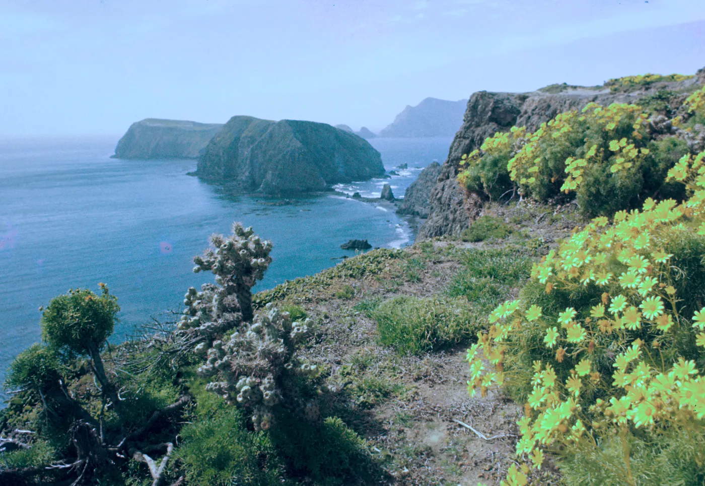 East Anacapa Island, South Coast, Coreopsis, Jumping Cactus
