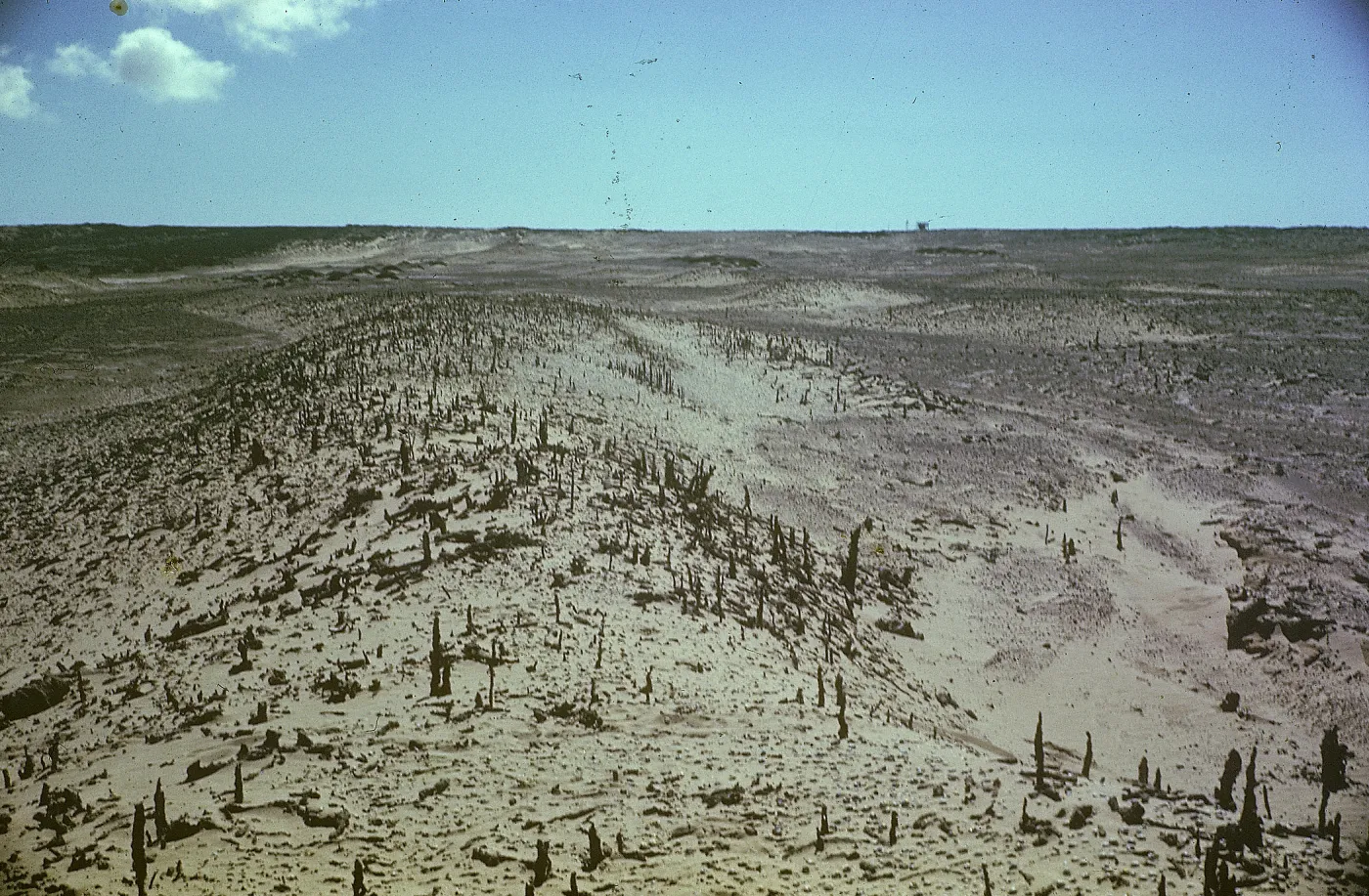 Tree Casts, San Nicolas Island