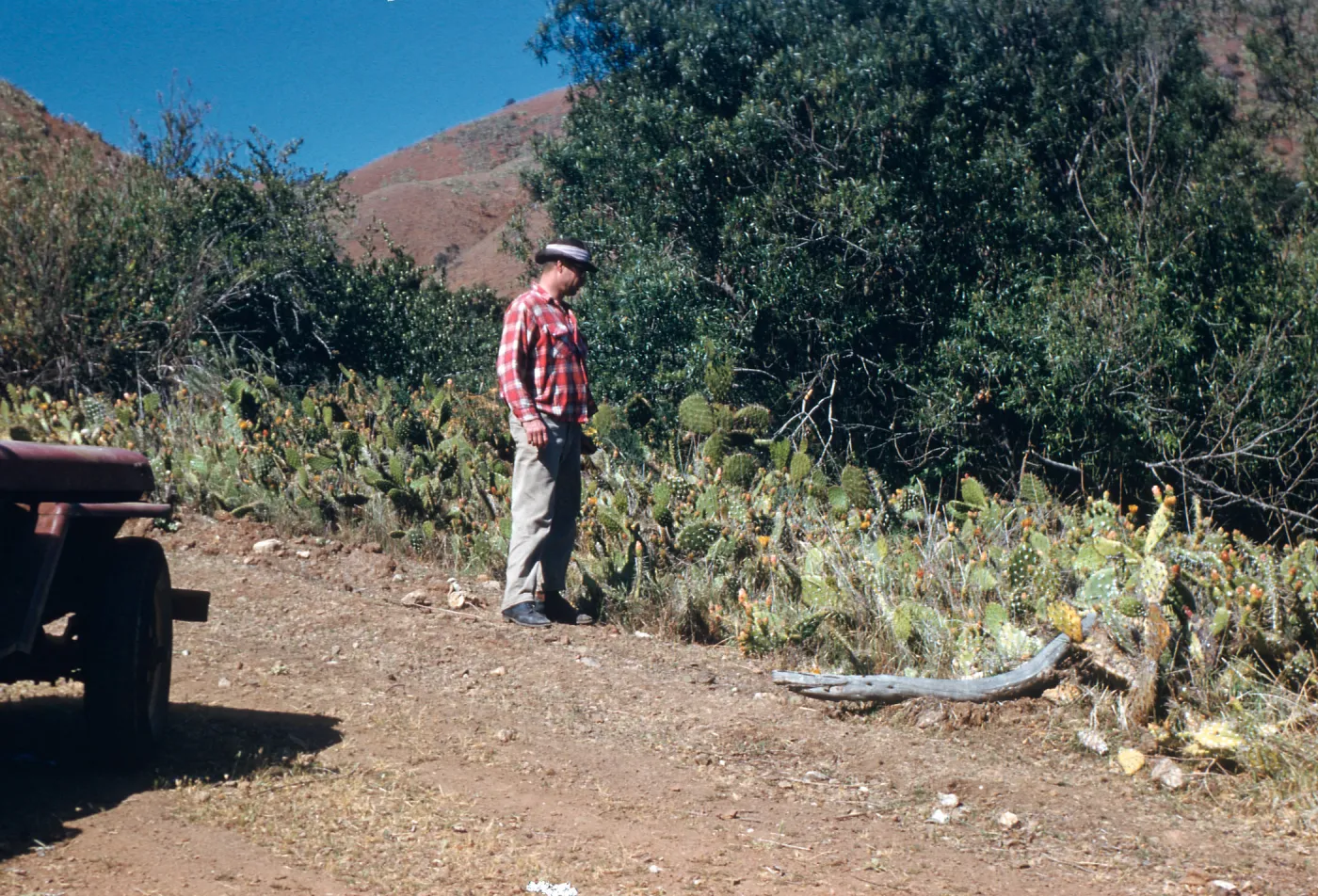 Cochincal on cactus (Prickly-pear), Coches Prietos Canyon, Santa Cruz Island