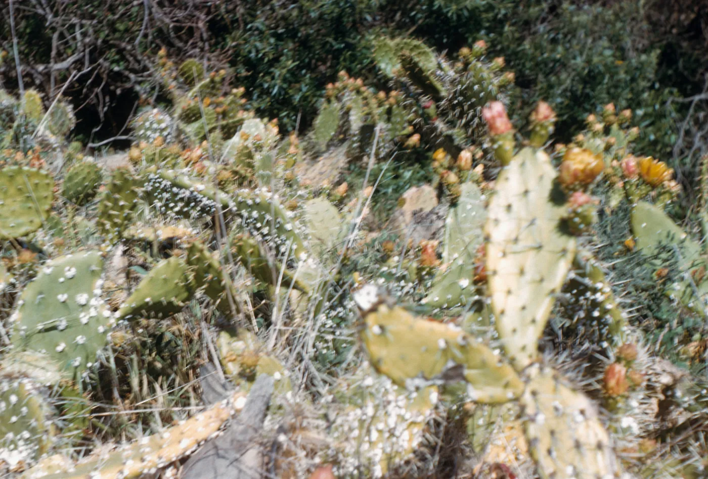 Cochincal on cactus (Prickly-pear), Coches Prietos Canyon, Santa Cruz Island