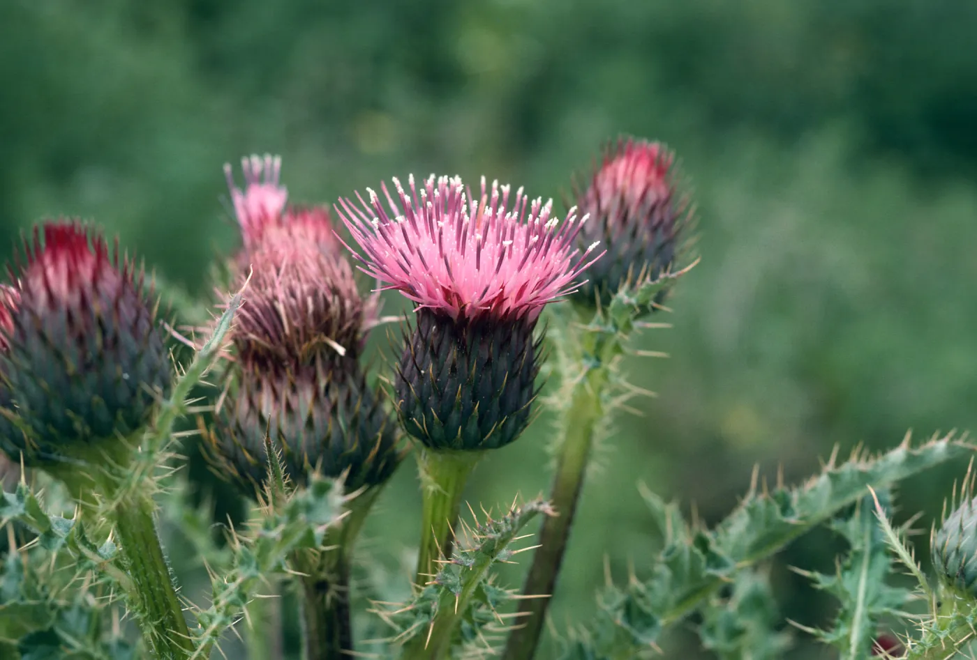 Los Alamos Price Ranch, Cirsium sp.