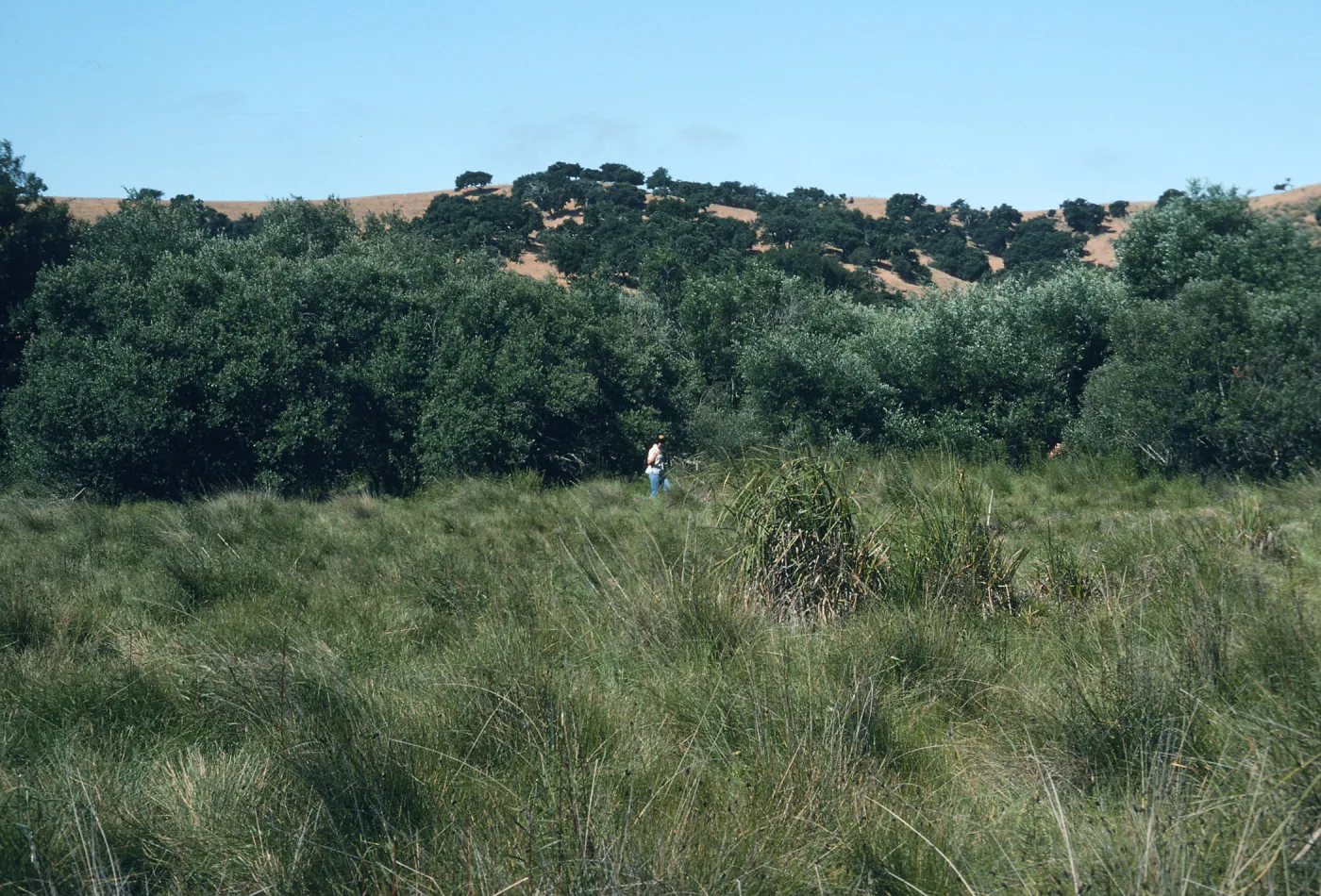 Price Cane Marsh