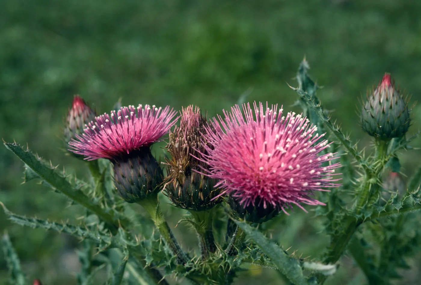 Los Alamos Price Ranch, Cirsium sp.