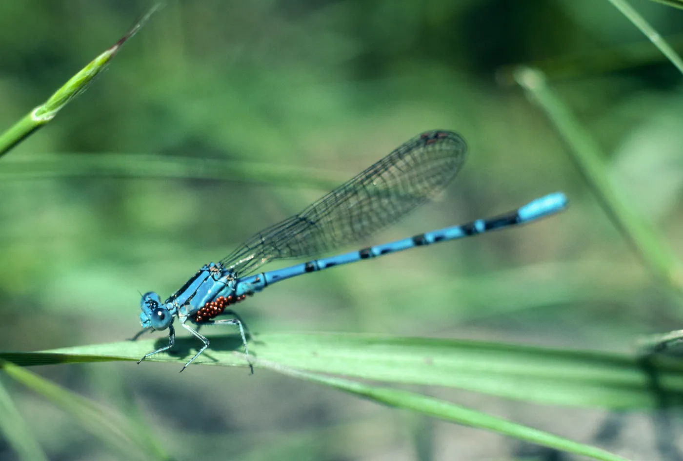 Damselfly, Los Alamos Price Ranch