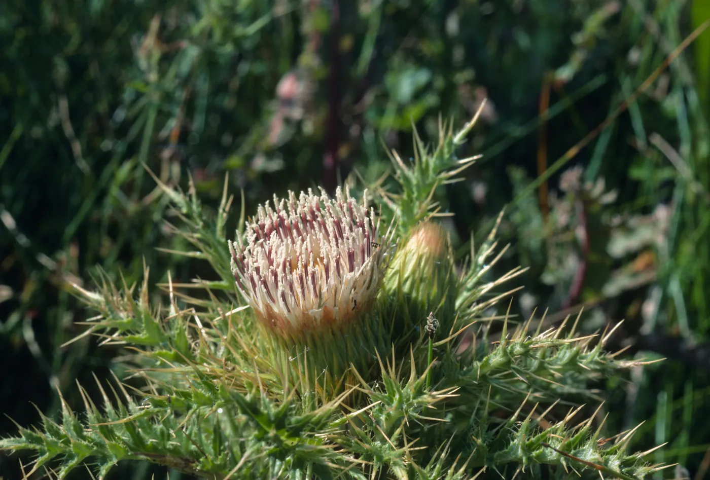 Los Alamos Marsh