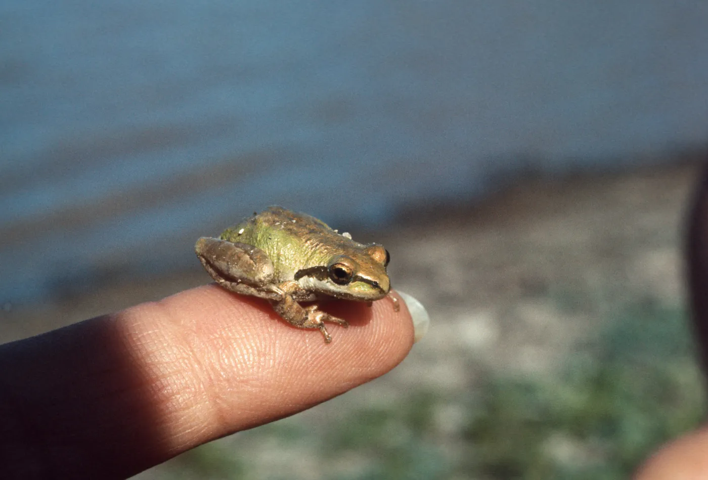 Los Alamos Marsh, Frog