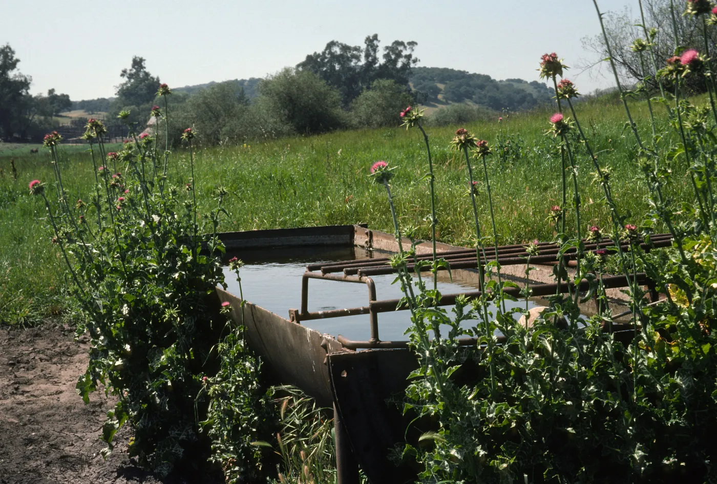 Los Alamos Marsh