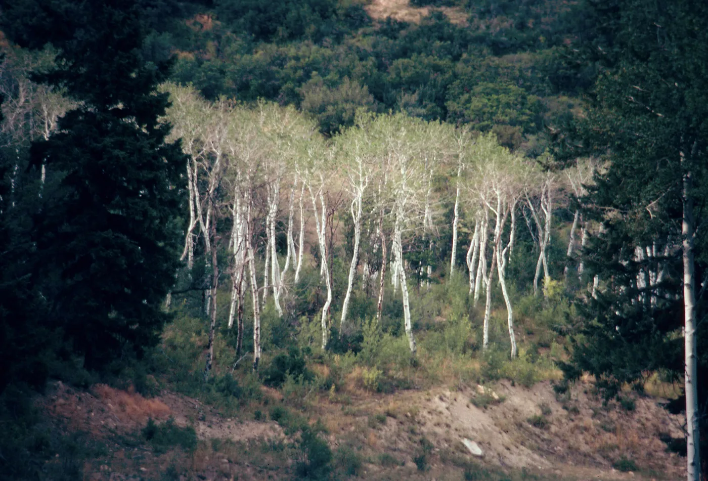 Missouri Creek Pass, Trees, Fall Color,August