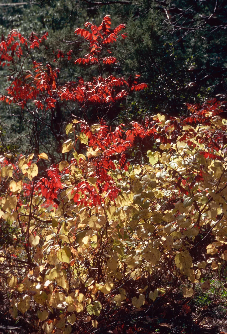 Trees, Fall Color, Mt. Lemmon