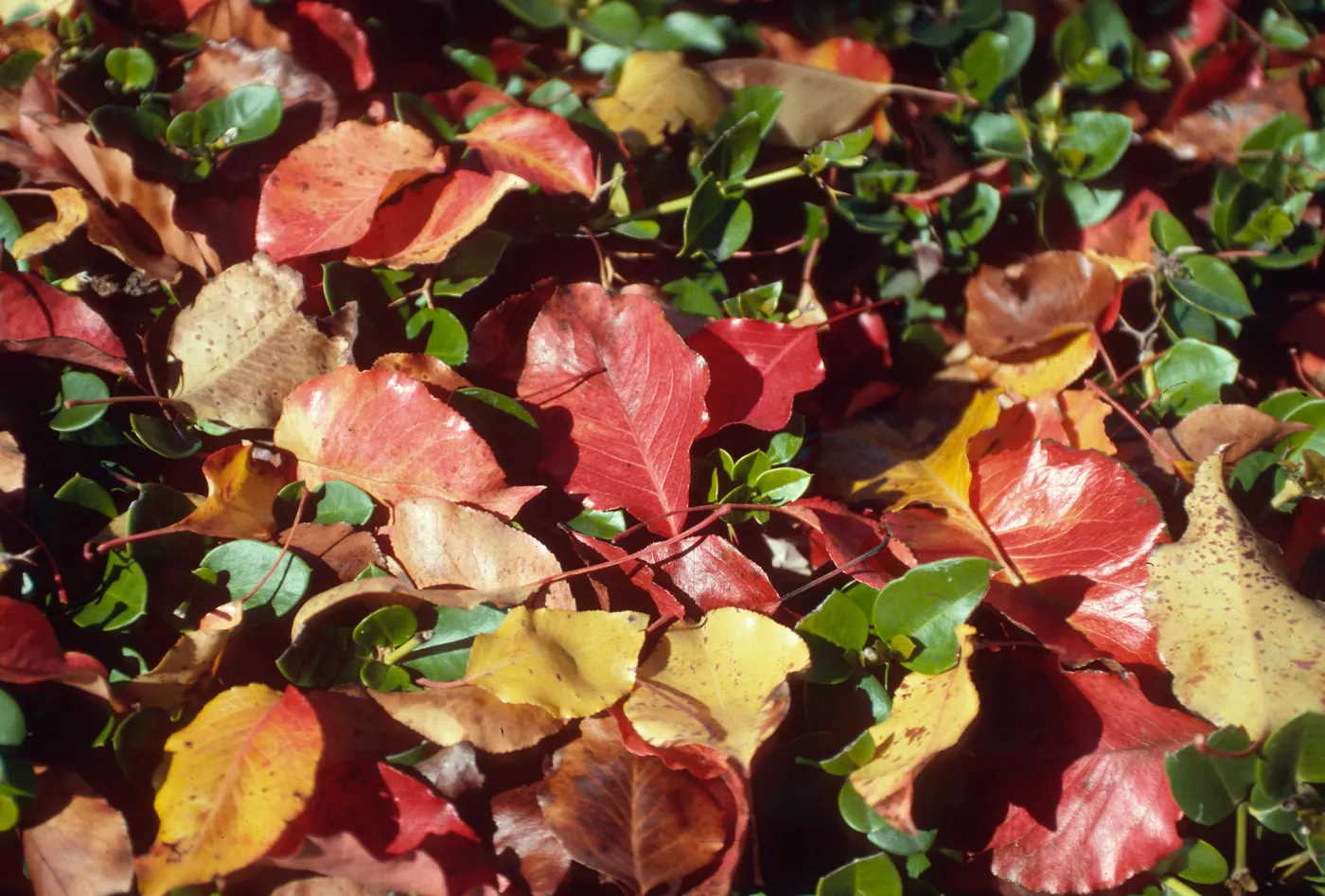 Trees, Fall Color autumn leaves