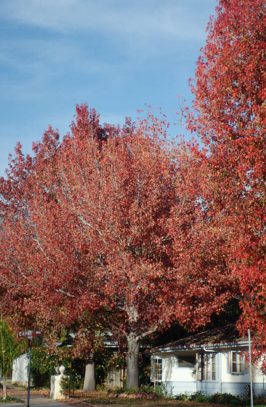 Fall leaves