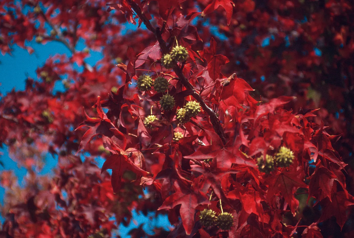 fall red leaves