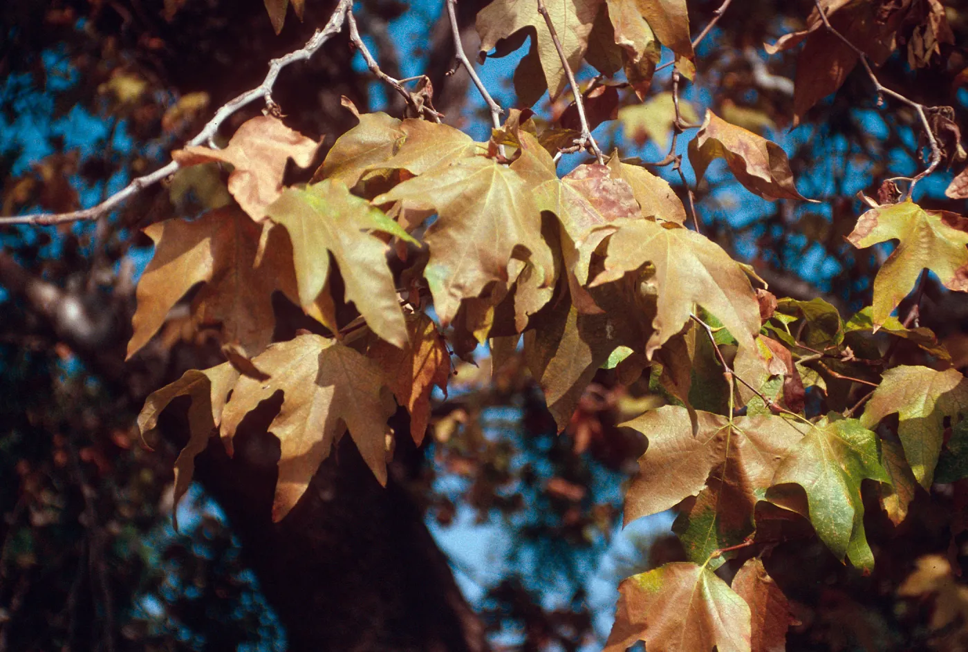 Fall Colors