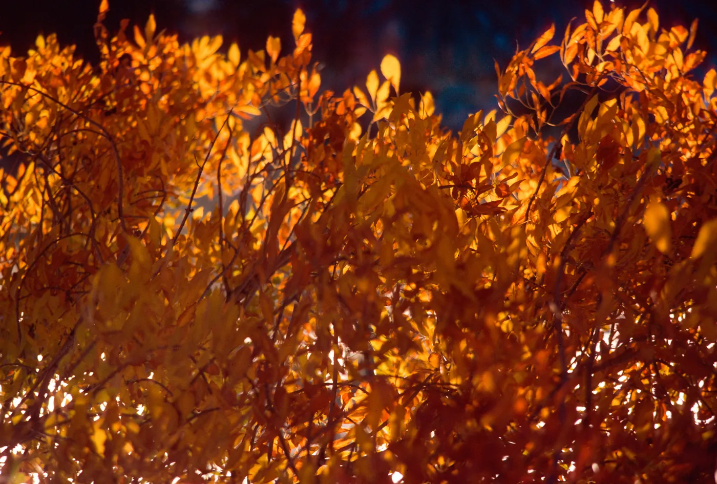 Fall, Himmel Park