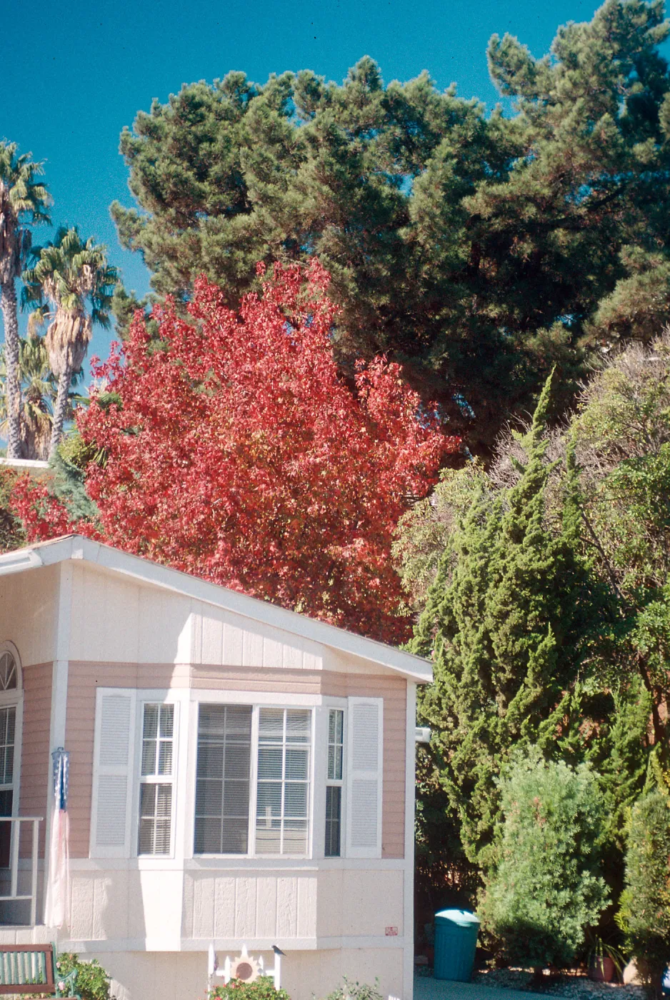 M. Home, Fall- red leaves