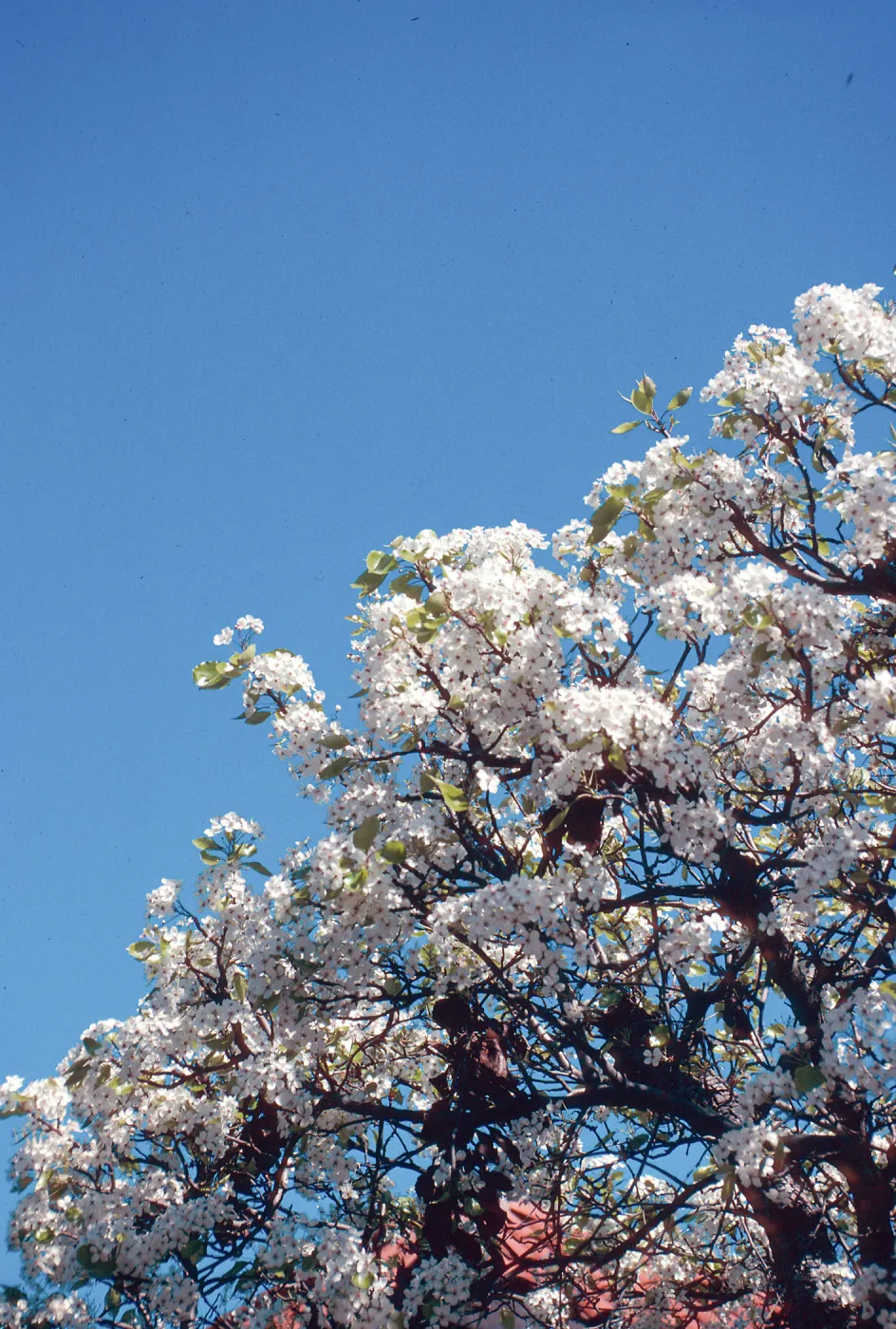First spring bloom, tree
