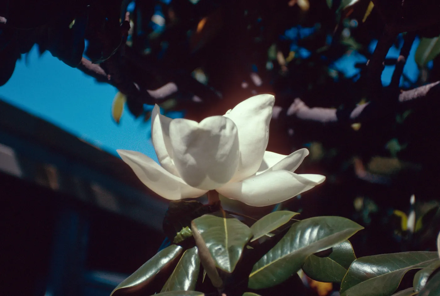 Flowers, Magnolia, M.H.