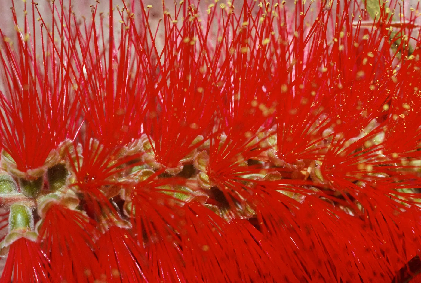 in M.H. Garden, Bottlebrush