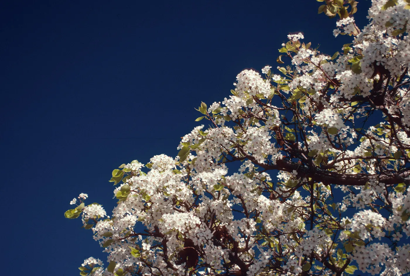 First spring bloom tree