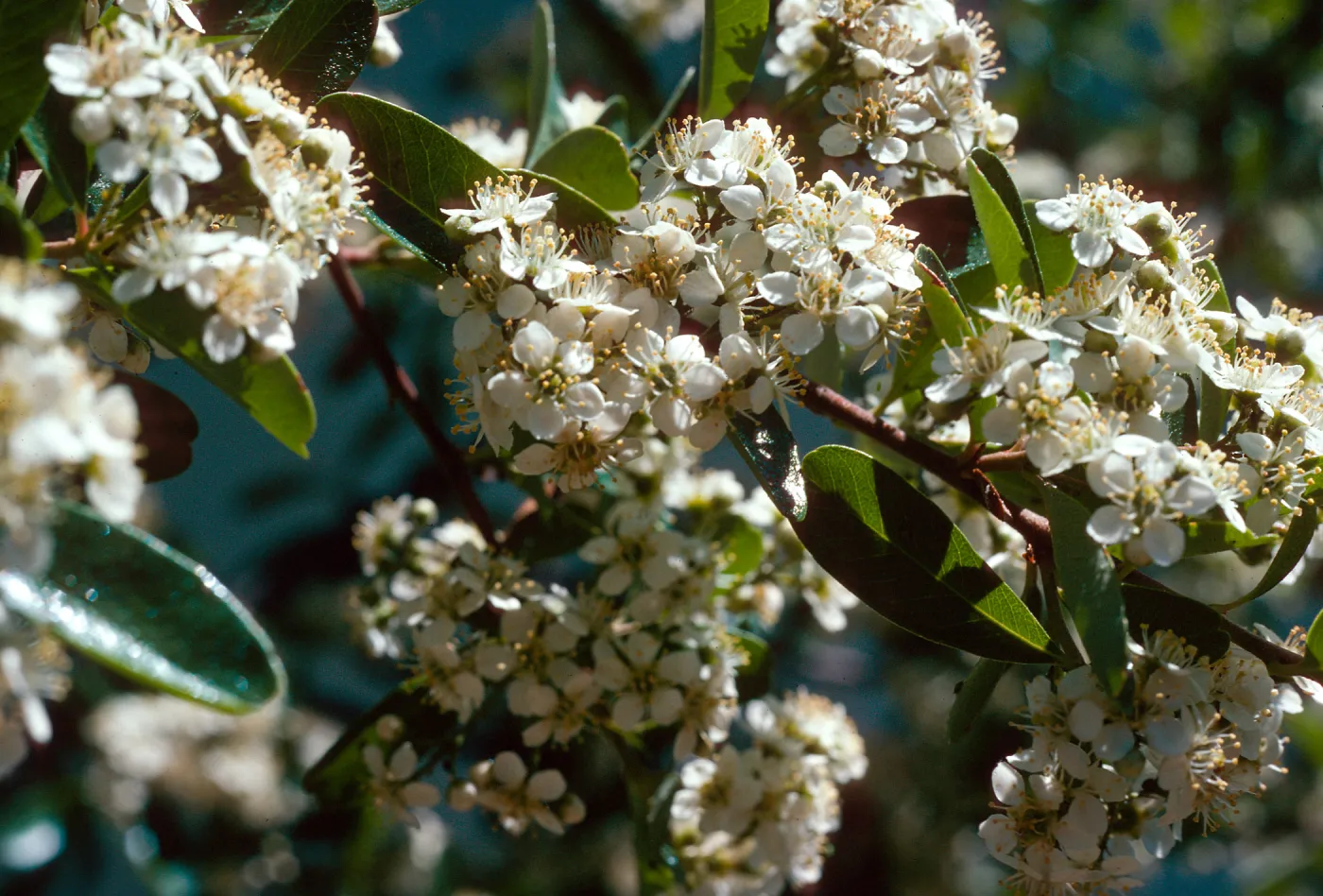 Pyracantha