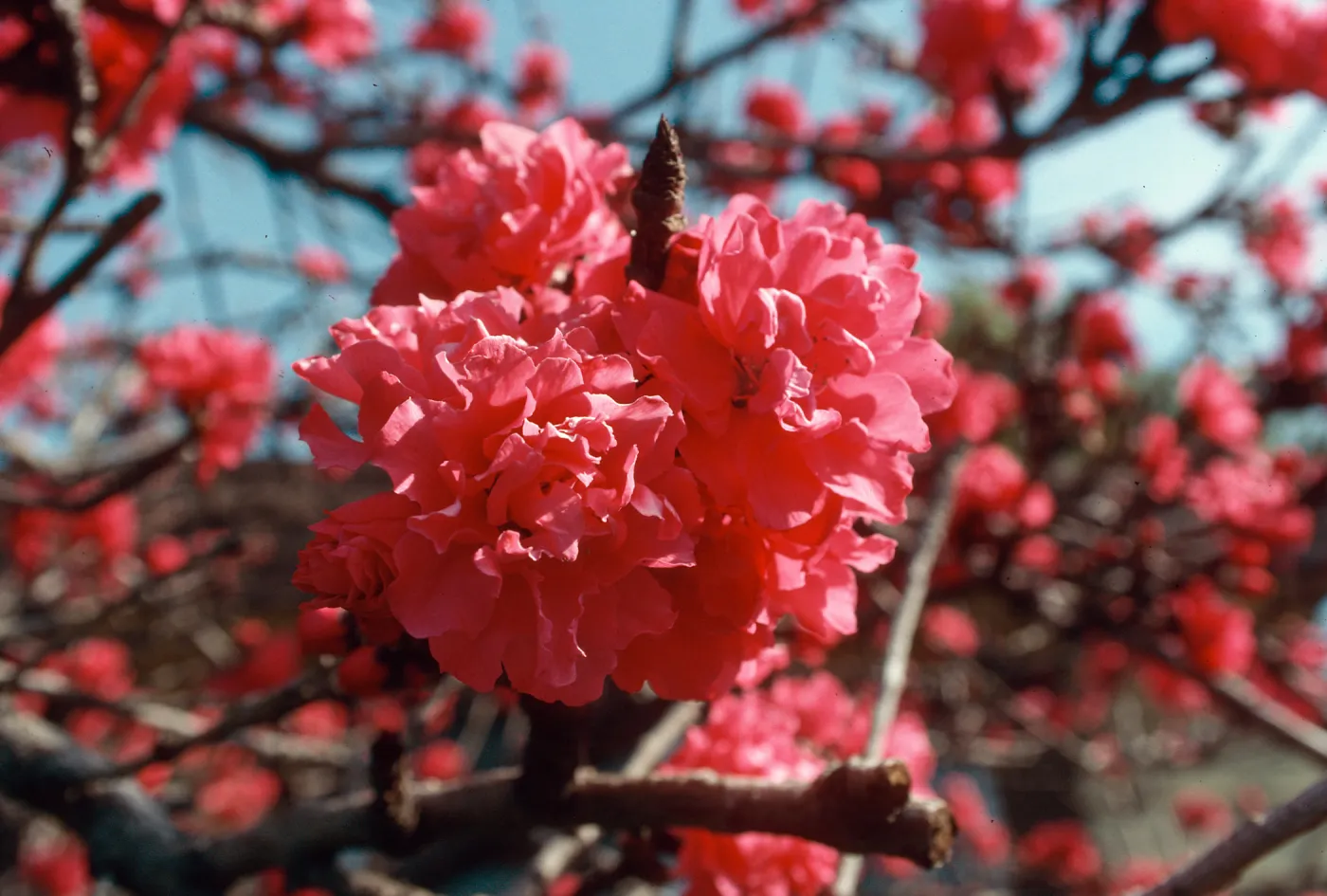 M.H., tree, flower, ornamental peach