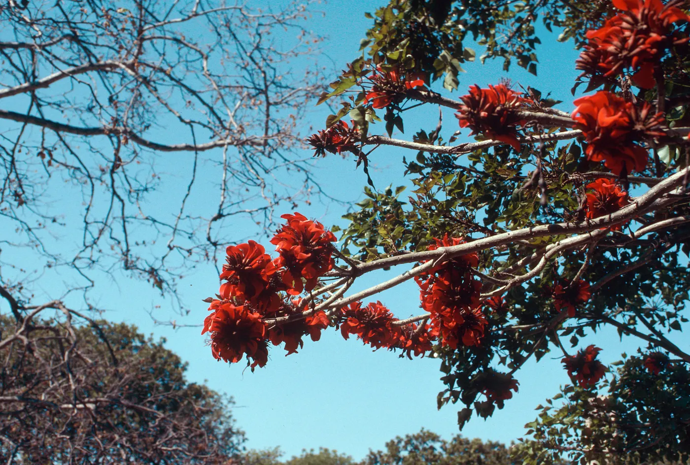 Goleta UCSB campus