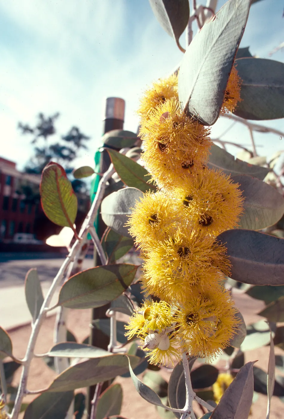 UA campus, Eucalypt
