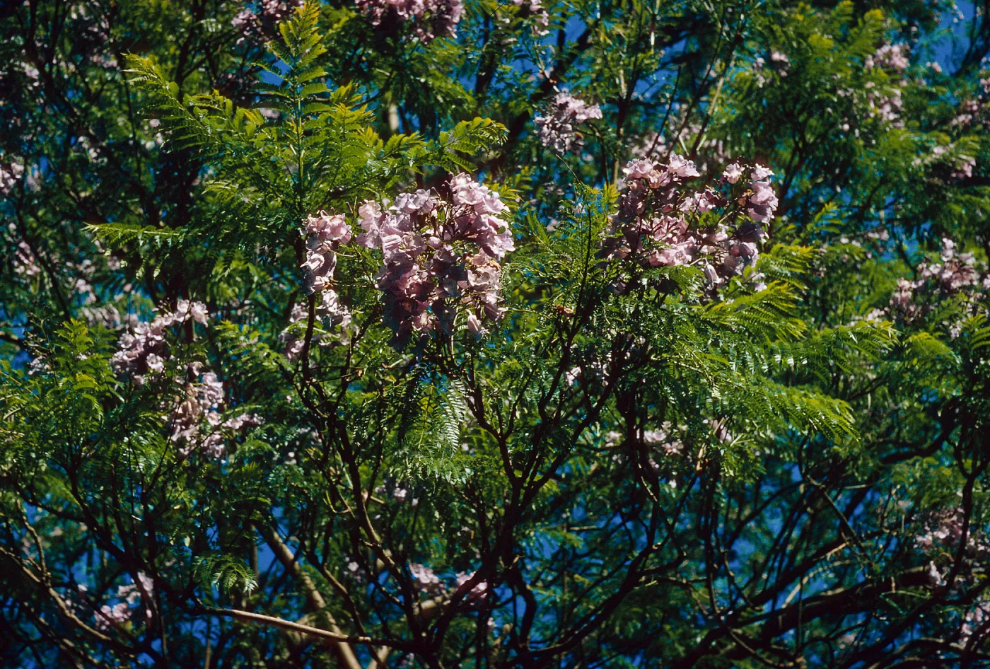 Jacaranda
