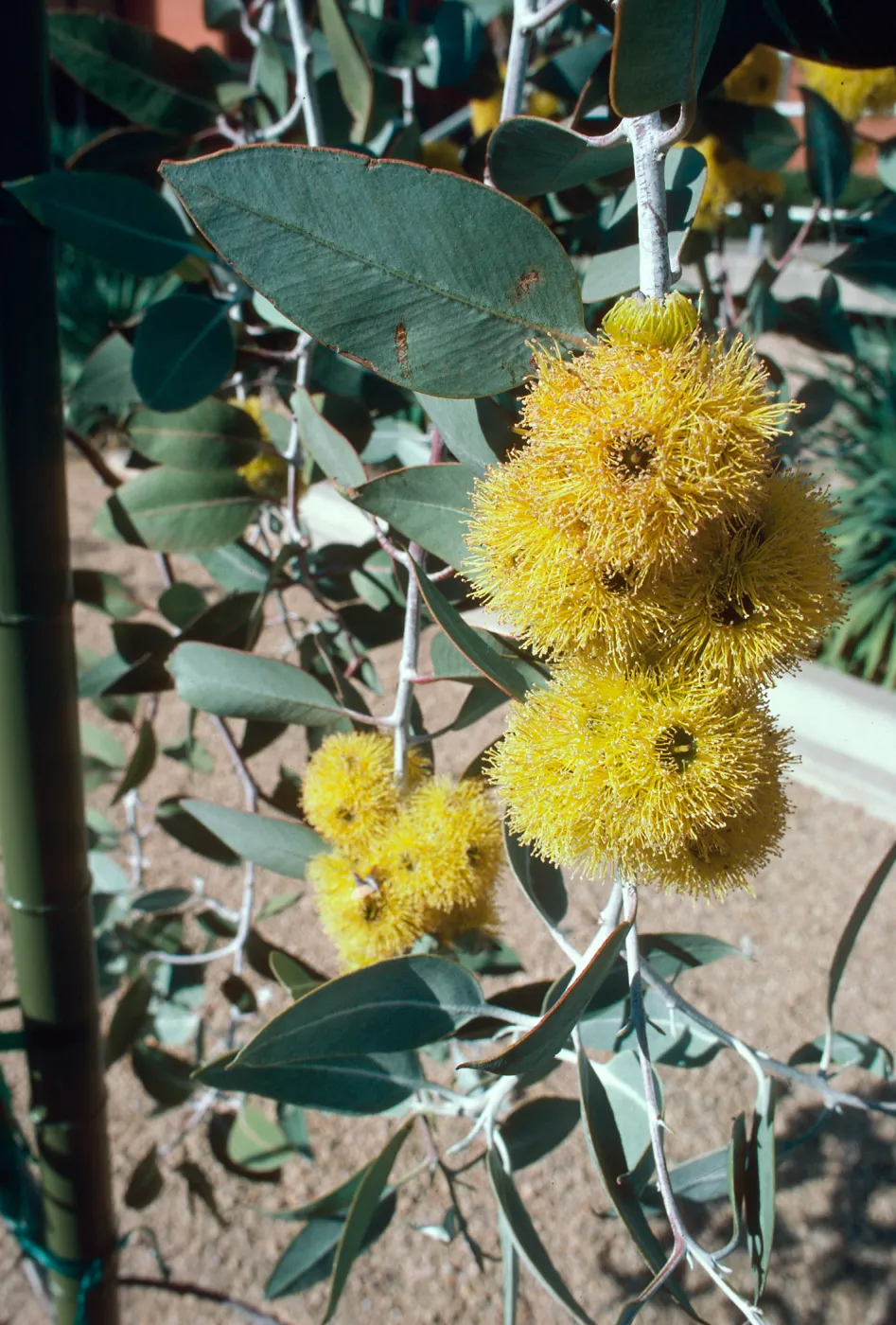 UA campus, Eucalypt