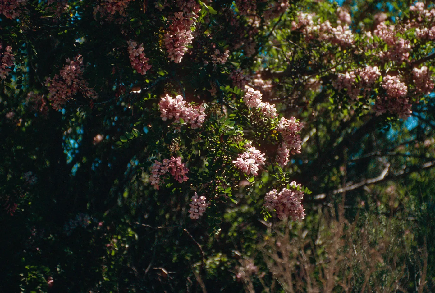 Rd138,Flowering Trees