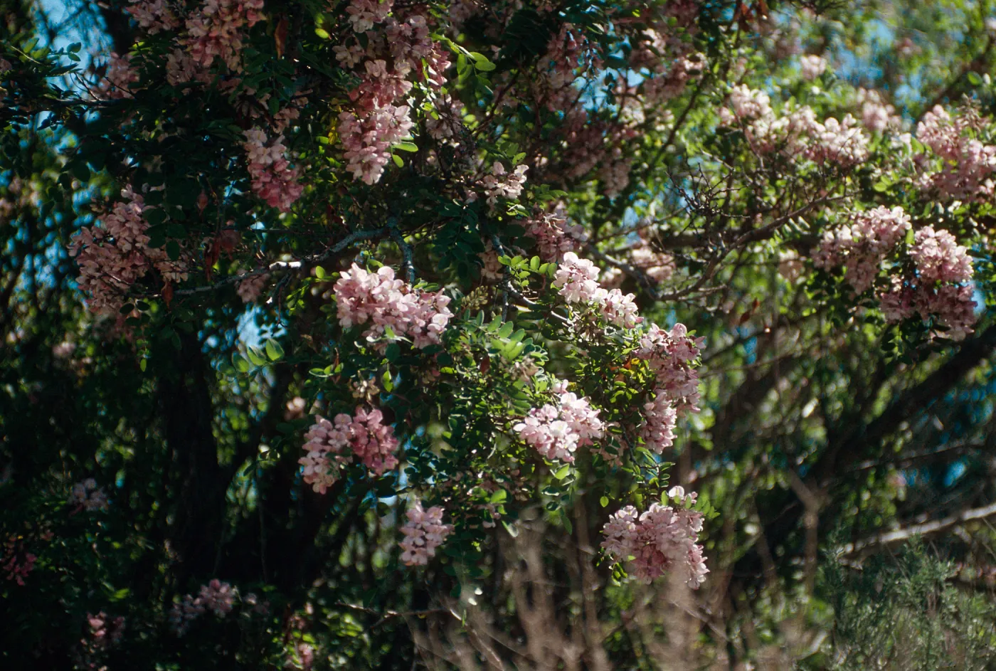 Rd138,Flowering Trees