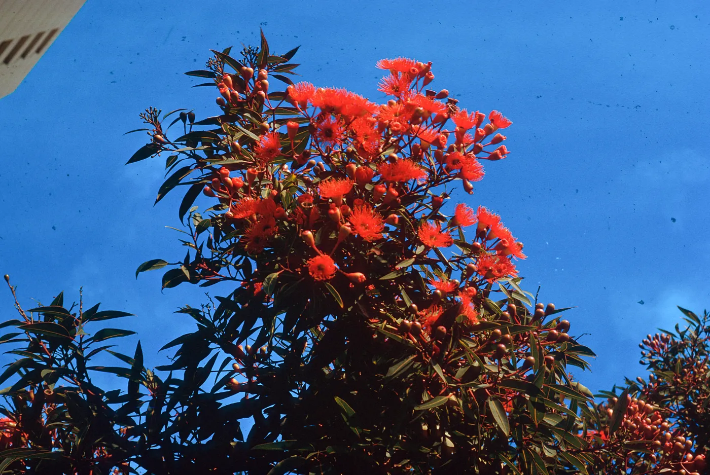 Parkmerced, eucalypt in bloom
