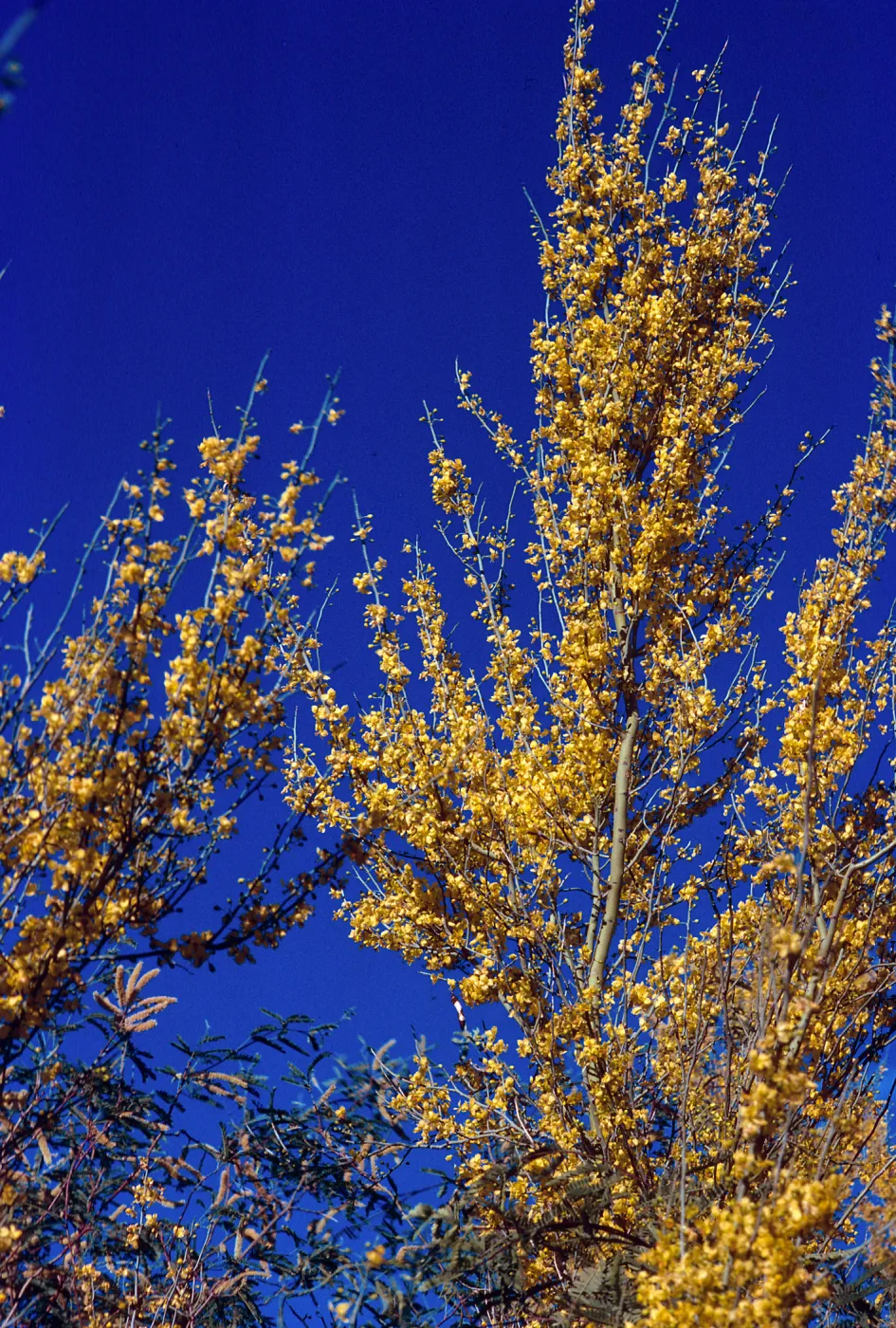 Brave Bull Ranch, trees, Mesquite