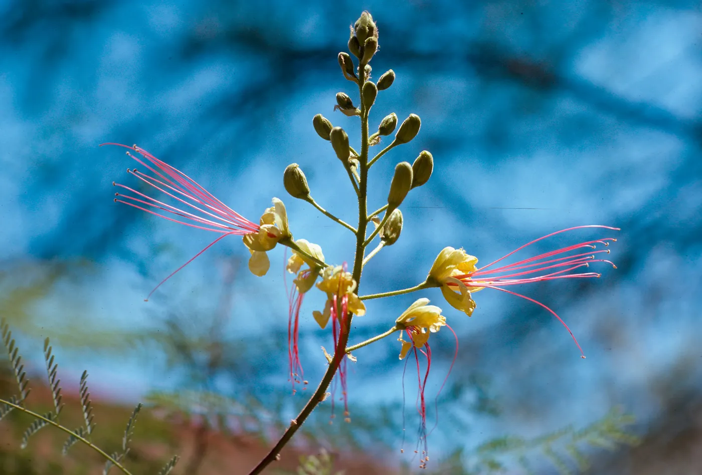 flower tree, acclimatised