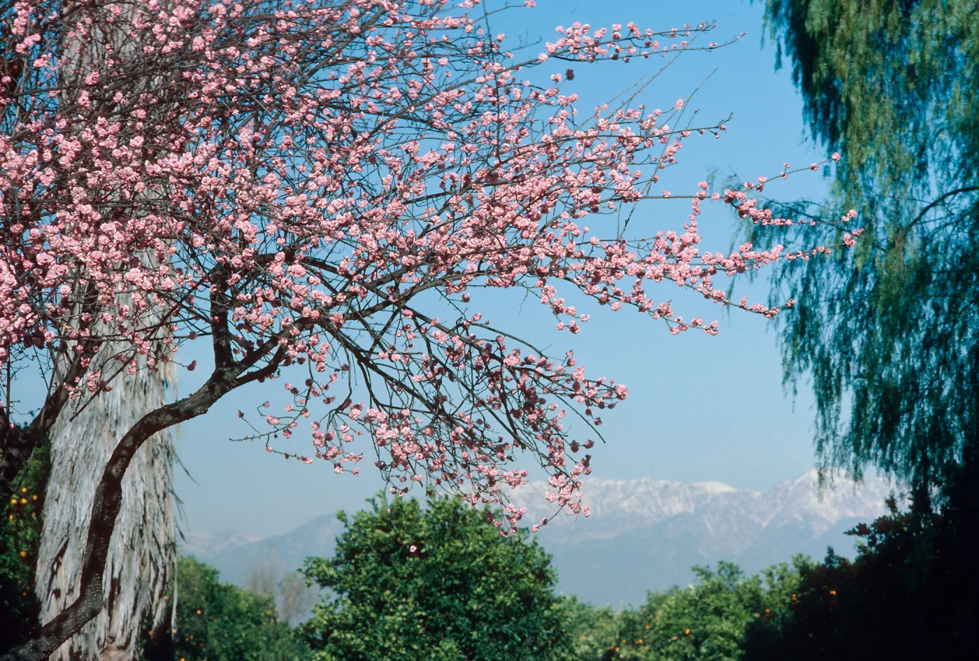Victoria Ave. near Colton, tree in bloom, trees, mntn